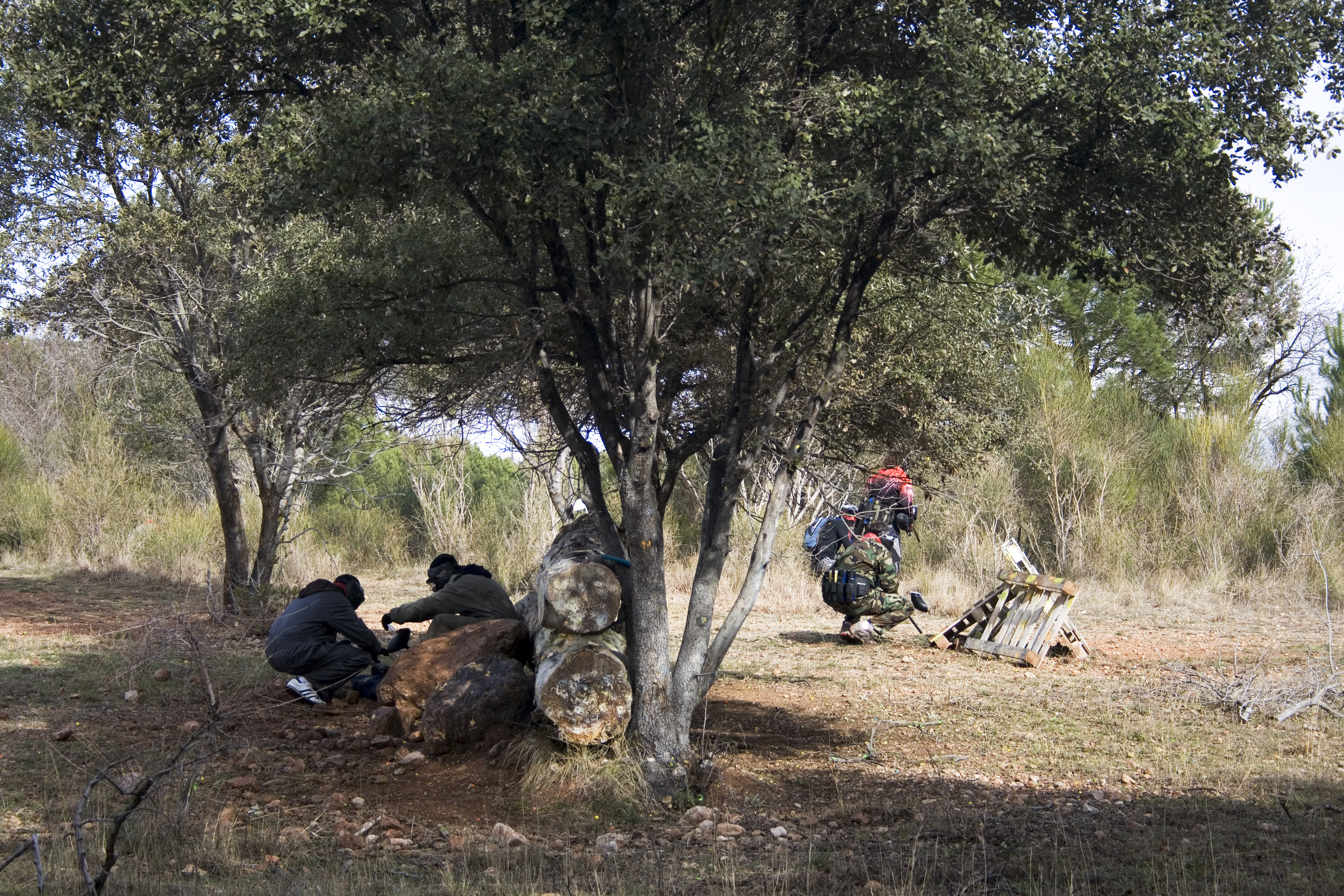 Fotografía Arbol en el álbum Zombi Nation